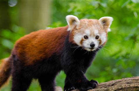 Free Images : bokeh, animal, wildlife, zoo, mammal, fauna, red panda ...