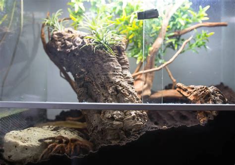 Chilean Rose Tarantula Enclosure Setup - Boy Meester