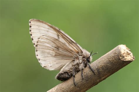 Tussock Moth | Forest and Garden Pests | Killroy Pest Control