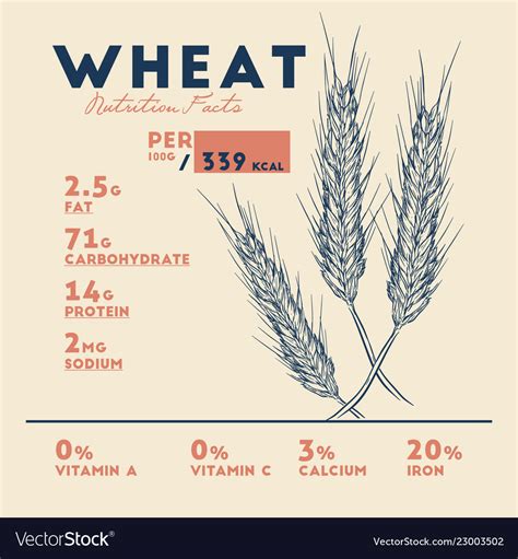 Health benefits wheat nutrition facts Royalty Free Vector