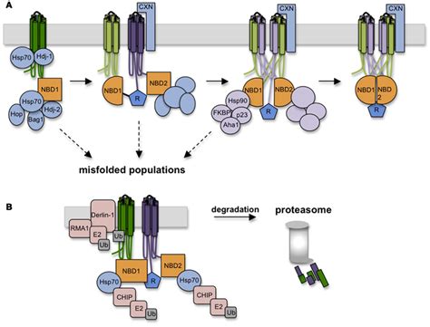 Frontiers | Mechanisms of CFTR Folding at the Endoplasmic Reticulum