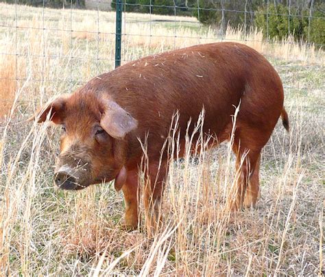 Red Wattle Pig: Origin, Characteristics, Uses