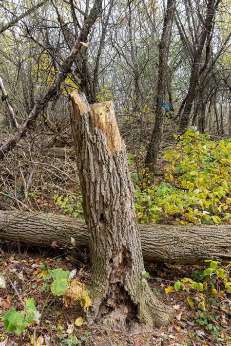 Rotting Tree Stump stock photo. Image of forrest, ring - 288650