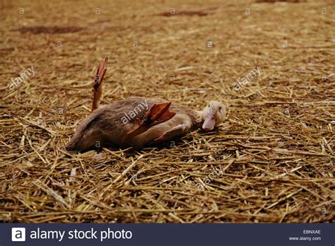 Sick Duck Stock Photos & Sick Duck Stock Images - Alamy