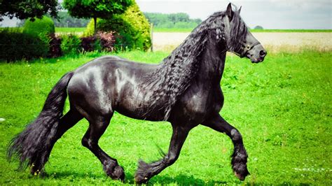 What Horse Breeds Have Long Hair: Long Manes And Tails?