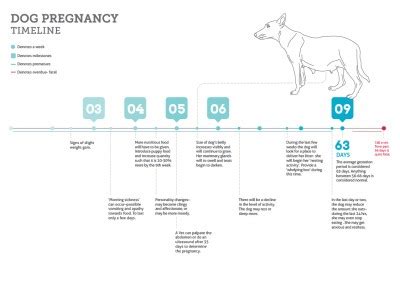 Understanding The Dog Heat Cycle Stages & Signs