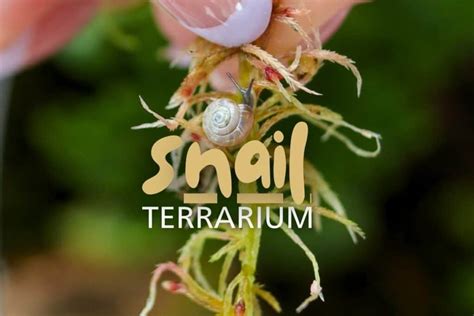 How to Make a Cute Pet Snail Terrarium (Easy Guide)