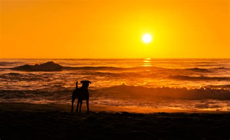 beaches, Sunset, Dog, Sea, Ocean, Orange, Waves, Beauty, Nature, Landscapes, Earth, Sun, Sky ...