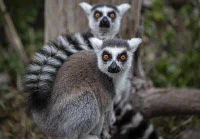Monkeys, lemurs and apes at risk: Climate change threatens a quarter of world's primate habitat ...