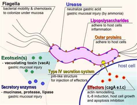 What Causes H Pylori Infection... The Most Insidious Infection Around?