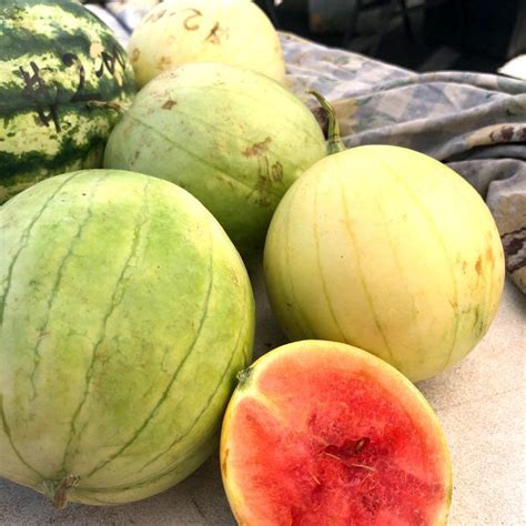 Summer Melons: A One in a Melon Guide! - Chico Certified Farmers Market