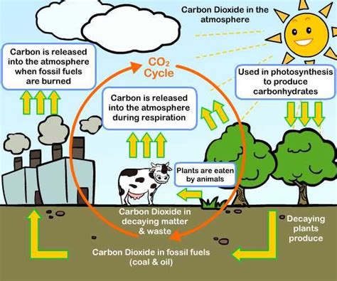 What are the sources of carbon dioxide gas? | Science online