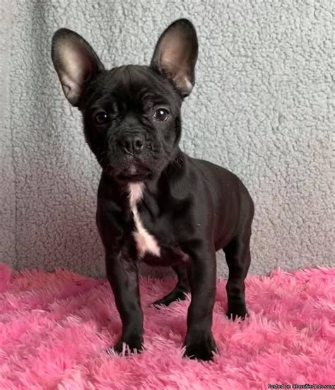 Frenchton puppies located on vancouver island 🥇 | Posot Class