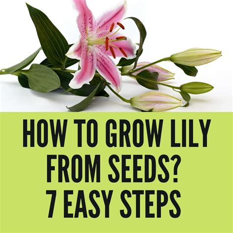 How to Grow Lily from Seeds? 7 Easy Steps In 2023