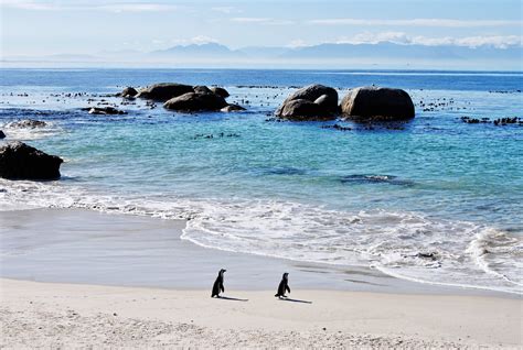 Unique South Africa: Meeting the Boulders Beach Penguins » Roselinde on the Road