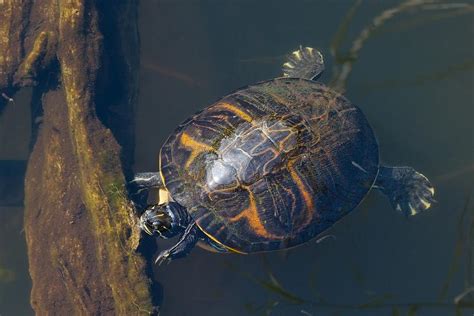 Pond Slider Turtle Photograph by Rudy Umans