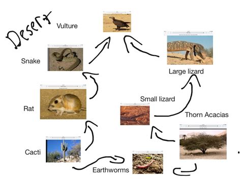 Gideon Stark desert food web | Science, Food Webs | ShowMe