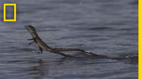 Green Basilisk Lizard Running On Water Hd