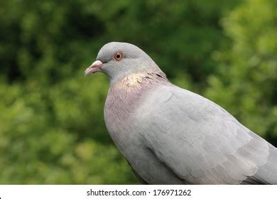 Homing Pigeon Feed Photos and Images | Shutterstock