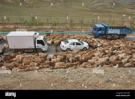 Kazakh nomads rounding up their sheep, Keketuohai, Xinjiang, China Stock Photo - Alamy