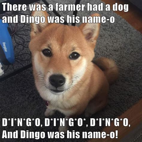 I Has A Hotdog - dingo - Funny Dog Pictures | Dog Memes | Puppy ...