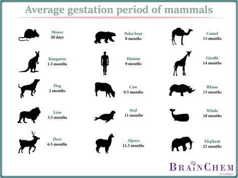 Gestation Period For Red Fox - Reproduction Online