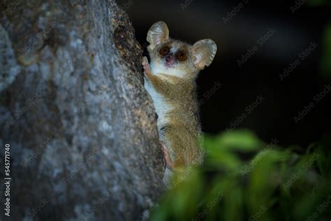 Grey Mouse Lemur - Microcebus murinus also Gray or Lesser mouse lemur ...