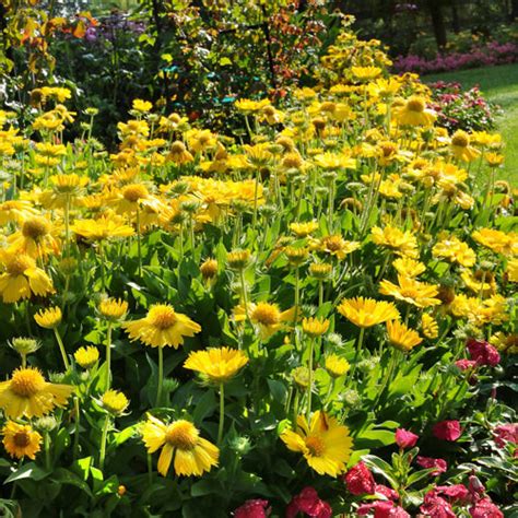 Gaillardia Seeds - 10 Gaillardias - Perennial Flower Seeds