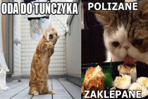 Internet to kopalnia śmiechu... Oto najlepsze memy o kotach | Koty.pl