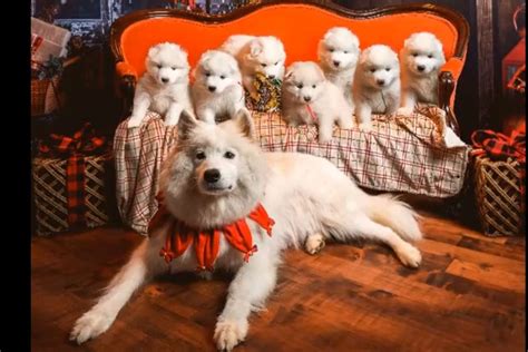 Samoyed Puppies For Sale - AKC PuppyFinder