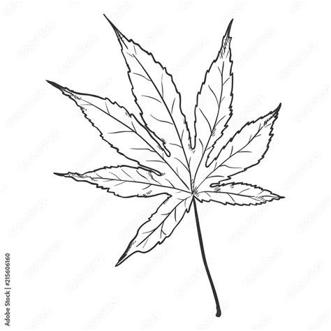 Vector Black Sketch Illustration - Leaf of Japanese Maple Stock Vector ...