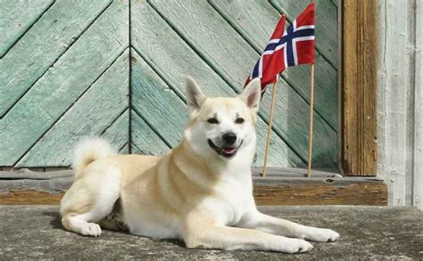 65 Norwegian Dog Names and Their Meaning | Our Fit Pets