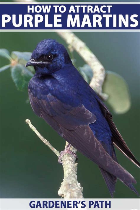 How to Attract Purple Martins to Your Garden | Gardener’s Path