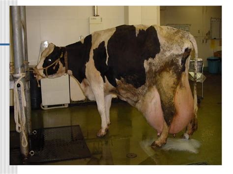 Mastitis in dairy cattle causes and treatment