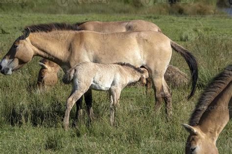 baby newborn przewalski horse portrait in summer 11966462 Stock Photo at Vecteezy