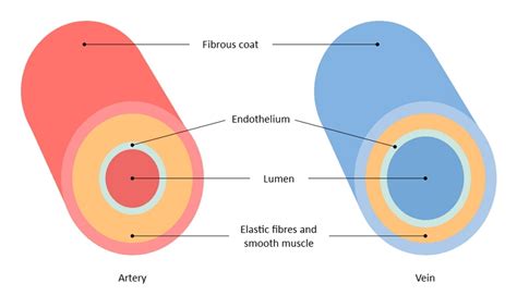 Arteries Veins And Capillaries Diagram