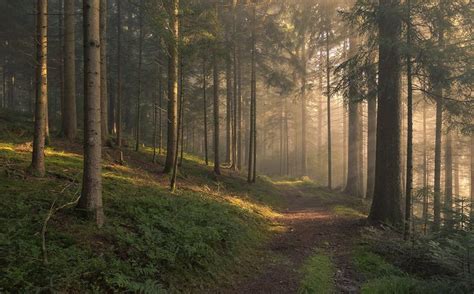 A magical morning | Magical forest, Forest, Scenery