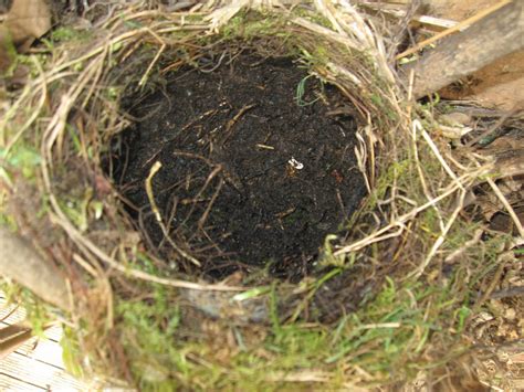 Wilde About Birds: A Blackbird Nest Record