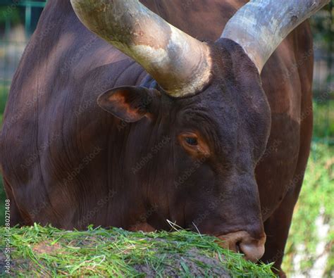 Ankole-Watusi is a modern American breed of domestic cattle. It derives ...