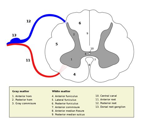 Dorsal Root Ganglion Facts | Location, Structure, Histology & Development