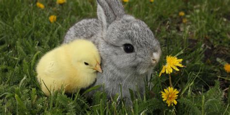 Here's What Can Happen To Those Unwanted Easter Bunnies And Chickens | HuffPost