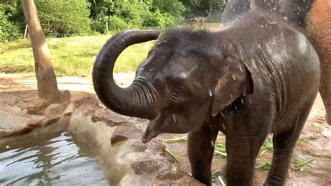 Baby elephant plays in a spray of water for visitors: See the adorable video | Fox News