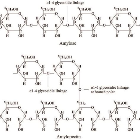 Structure of amylose and amylopectin in starch. | Download Scientific Diagram