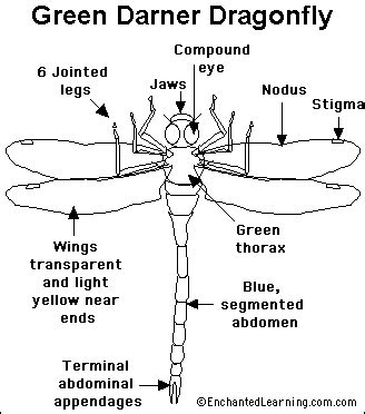 Dragonfly Printout - EnchantedLearning.com