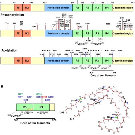 Domains of the protein structure of tau. Tau consists of 3 domains: The... | Download Scientific ...