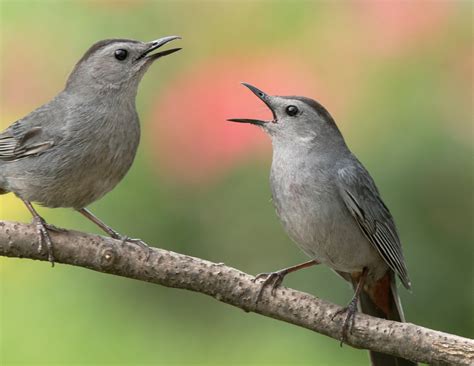 Gray Catbird Eggs, Nestlines, And Fledglings