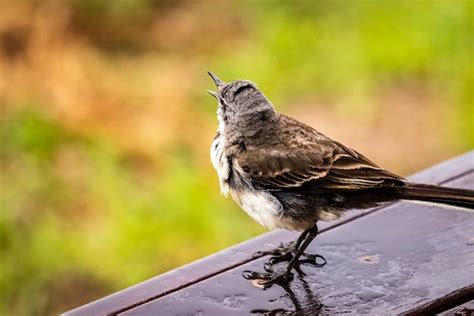 7 Birds Chirping at Night Spiritual Meanings: 1 AM, 2 AM & 3 AM