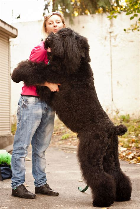 26 Dogs Hugging Their Humans | Bored Panda