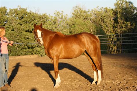 Chestnut Thoroughbred Mare Conformation Shot by HorseStockPhotos on DeviantArt