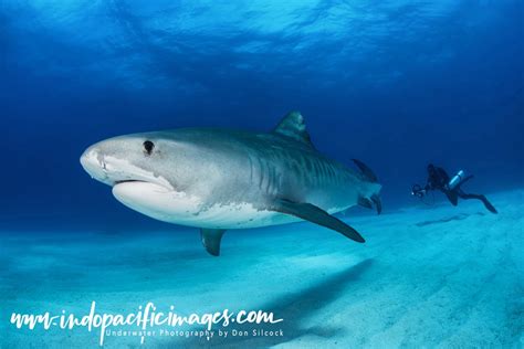 Tiger Sharks of the Bahamas | An Indopacificimages Article